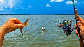 I Tossed a LIVE SHRIMP at This Bouy and Caught My FIRST ONE Ever [upl. by Hotze]