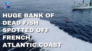 Huge bank of dead fish spotted off French Atlantic coast [upl. by Liggitt821]