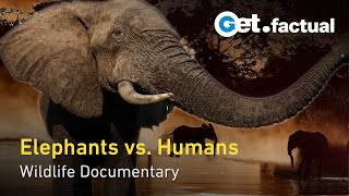 Elephants Up Close Botswanas Largest Mammals in a Changing World  Full Documentary [upl. by Navnod]