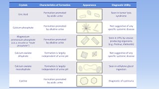 Interpretation of the Urinalysis Part 3  Microscopy and Summary [upl. by Faythe]