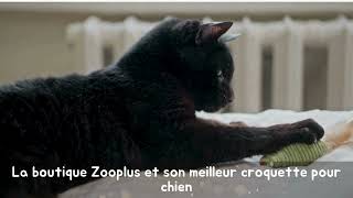 La boutique Zooplus et son meilleur croquette pour chien [upl. by Rhea]