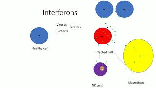 Interferons  Mechanism of Interferons  Functions of Interferons [upl. by Standish]