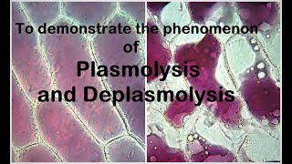 Plasmolysis Experiment [upl. by Arretak]