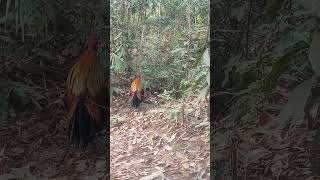 Little Cute Rooster rooster chickenfarm roosterking [upl. by Gregson257]