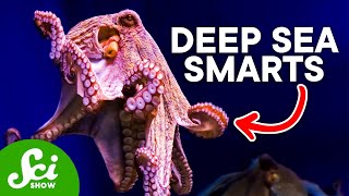 Why The Octopus is So Incredibly Intelligent [upl. by Tremayne]