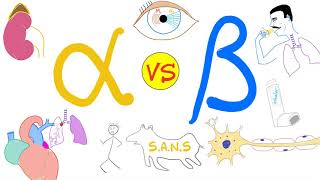 Alpha vs Beta Adrenergic Receptors  Autonomic Nervous System  Physiology and Pharmacology [upl. by Henn875]