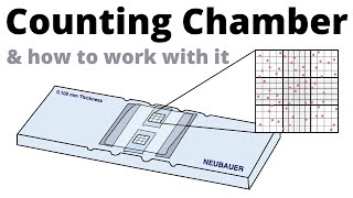 How to count cells with the Neubauer Counting Chamber [upl. by Inerney128]