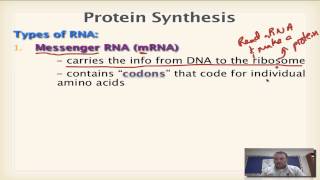 Chapter 13 Part 1  Types of RNA [upl. by Ynej]