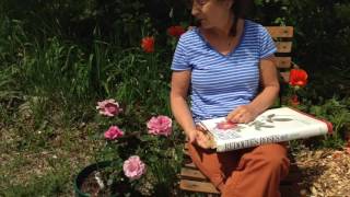 The Practice of Botanical Drawing Lesson 6  Drawinga Rose Intro [upl. by Alyworth]