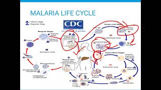 MALARIA LIFE CYCLE [upl. by Stig]