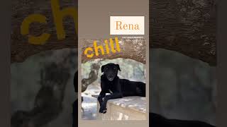 GOODNIGHT FROM RENA Please write to infojuttashelterorg for adoption enquiries [upl. by Nekial]