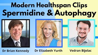 Spermidine amp Autophagy  Dr Brian Kennedy Dr Elizabeth Yurth Vedran Biljelac  MHS Clips [upl. by Parshall588]