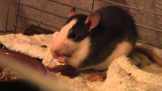 Little Noona  our pet rat  eating chips  with funny noises  Original Sound [upl. by Elysee]