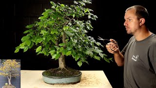 Sick Hornbeam Bonsai Tree’s 3 Year Makeover [upl. by Elac]