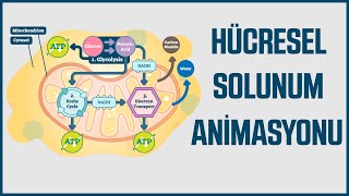 Animasyonlarla Biyoloji  Hücresel Solunum [upl. by Nybor]