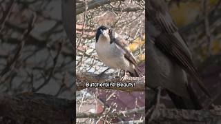 I get by with a little help with my friends butcherbird beatles nature music sounds [upl. by Akeme127]