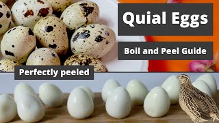 Boiling and Peeling Quail Eggs Guide Never Struggle Again to Boil and Peel Eggs Perfectly [upl. by Lahcsap891]