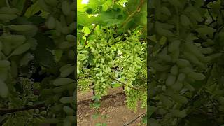 Grow Grapes Plants at Home 🍇 Using Aloevera plants garden farming shorts [upl. by Nus831]