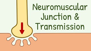 Neuromuscular Junction Structure amp Neuromuscular Transmission  Membrane Physiology [upl. by Franzoni]