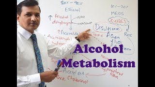 Alcohol Metabolism [upl. by Aivul42]