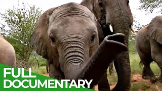 Elephants  Back to the Wild  Part 2  The Return of the Elephants  Free Documentary Nature [upl. by Bonilla]