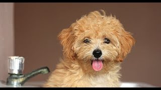 Maltipoo  Comprehensive Dog Review with Compilation [upl. by Conn571]