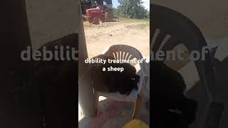 debility treatment of a sheep sklivestockfarming animallover gosevak [upl. by Ujawernalo]