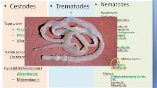 Pharmacology 923 a Anti Helminthic Drugs Parasite Albendazole Mebendazole Ivermectin [upl. by Kostman]