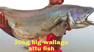 Wallgo attu fishing in River Biggest catfish fishing Hyderabad fishing videos [upl. by Olav]