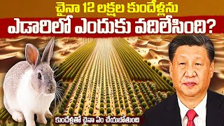 చైనా 12 లక్షల కుందేళ్లను ఎడారిలో ఎందుకు వదిలేసిందిChina is Breeding 12 Lakhs Rabbits in Desert [upl. by Adilem51]