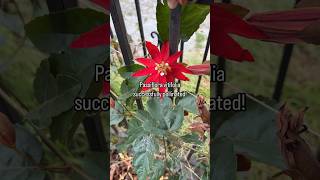 Passiflora vitifolia successfully pollinated [upl. by Allesor135]