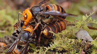 Two Giant Killer Hornet Colonies Fight to the Death [upl. by Caine361]