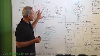 Cerebrospinal Fluid CSF Review [upl. by Beal]