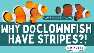 Why Do Clownfish Have Stripes  Animal Facts for Kids [upl. by Eelaroc]