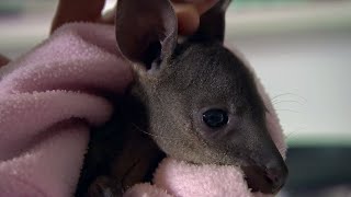 Caring for a Baby Wallaby  BBC Earth [upl. by Lemor]