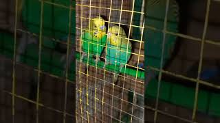 Australian parrots sound  parakeet sound [upl. by Cacilia]