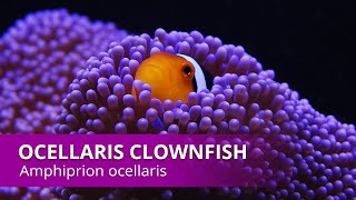 Species Spotlight  Ocellaris clownfish [upl. by Trever4]