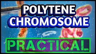 Polytene Chromosomes from Salivary glands  Dissection of Chironomus larvae [upl. by Sellma]