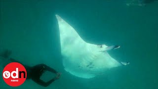 Incredible Video as Giant Manta Ray Asks Divers for help [upl. by Aicil]