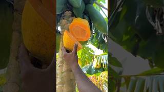 Again the south vibe in papaya 🔥🥰 agriculture papaya fruit trending telugusongs [upl. by Ailekat]