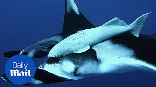 Giant oceanic manta ray swims and interacts with divers in Mexico [upl. by Cirre822]