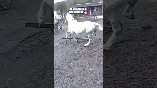 🤪 Funny Farm  Caught On Camera 🦃🐐 [upl. by Bowe]