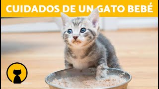 Cómo CUIDAR a un GATO RECIÉN NACIDO sin madre 🐱🍼 Alimentación Higiene y Refugio [upl. by Eseerehc997]