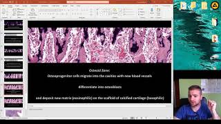 Histology of the Ossification part 2 [upl. by Nordgren]