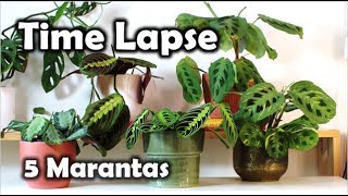 5 Marantas Prayer Plants in TimeLapse [upl. by Shira838]