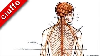 Fisiologia Il Sistema Nervoso Centrale [upl. by Nagek]