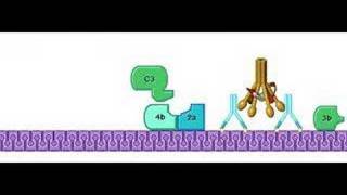 Classical Pathway Complement System [upl. by Aniwde]