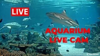 Live Aquarium Webcam [upl. by Tonl391]