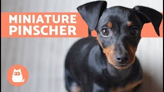 Miniature Pinscher – Characteristics Care and Training [upl. by Vidda468]