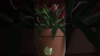 Soothing Touches on Guzmania Lingulata  ASMR Plant Relaxation asmr guzmania plantcare [upl. by Anitnegra]